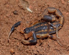 Uroplectes triangulifer