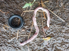 Amphisbaena darwinii