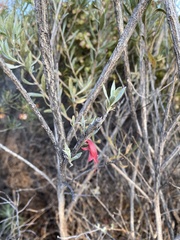 Eremophila glabra