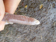 Amphisbaena darwinii