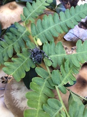 Araneus saevus