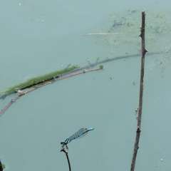 Coenagrion aculeatum