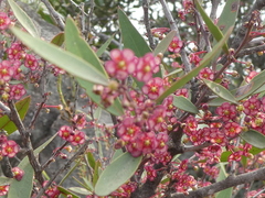 Maytenus acuminata acuminata