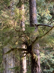 Arceuthobium tsugense tsugense