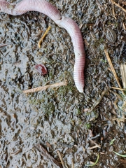 Amphisbaena darwinii