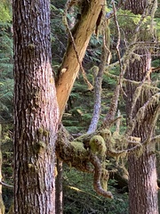 Arceuthobium tsugense tsugense