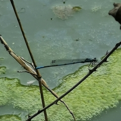 Coenagrion aculeatum