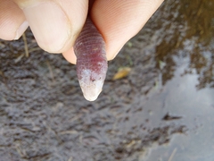 Amphisbaena darwinii