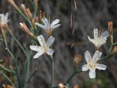 Limonium longifolium