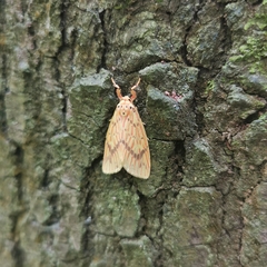 Barsine striata