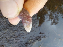 Amphisbaena darwinii