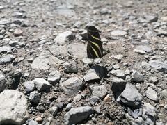 Heliconius charithonia vazquezae