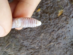 Amphisbaena darwinii