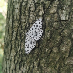 Antipercnia albinigrata