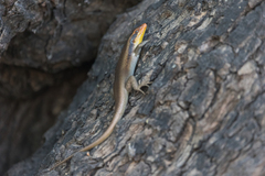 Trachylepis wahlbergii