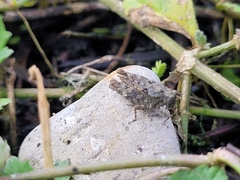 Paratettix mexicanus