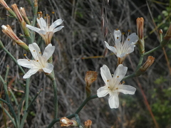 Limonium longifolium
