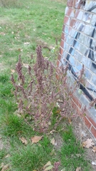 Amaranthus retroflexus