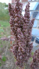 Amaranthus retroflexus