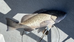 Mycteroperca microlepis