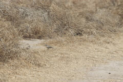 Eremophila alpestris