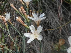 Limonium longifolium