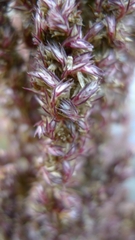 Amaranthus retroflexus