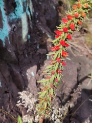 Echeveria coccinea