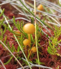 Galerina