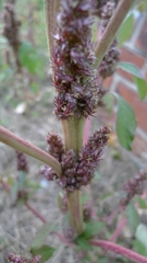 Amaranthus retroflexus