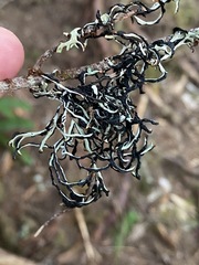 Hypogymnia duplicata