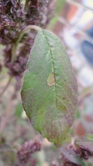 Amaranthus retroflexus