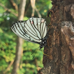 Hestina assimilis