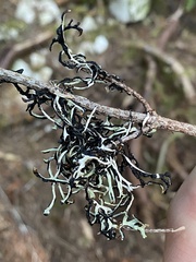 Hypogymnia duplicata