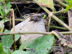 Paratettix mexicanus