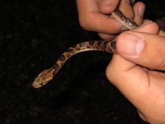 Leptodeira rhombifera