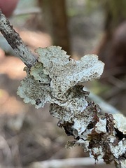 Platismatia norvegica