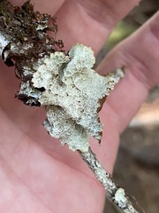 Platismatia norvegica