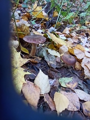 Armillaria cepistipes