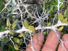 Castela peninsularis