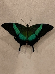 Papilio buddha