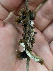 Platismatia norvegica
