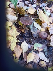 Armillaria cepistipes