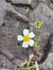 Bidens odorata
