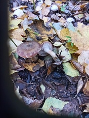 Armillaria cepistipes