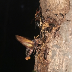 Sphecodina caudata