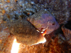 Calcinus californiensis