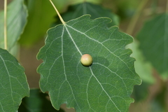 Harmandiola tremulae