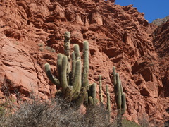 Trichocereus atacamensis