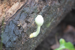 Leucocoprinus sulphurellus